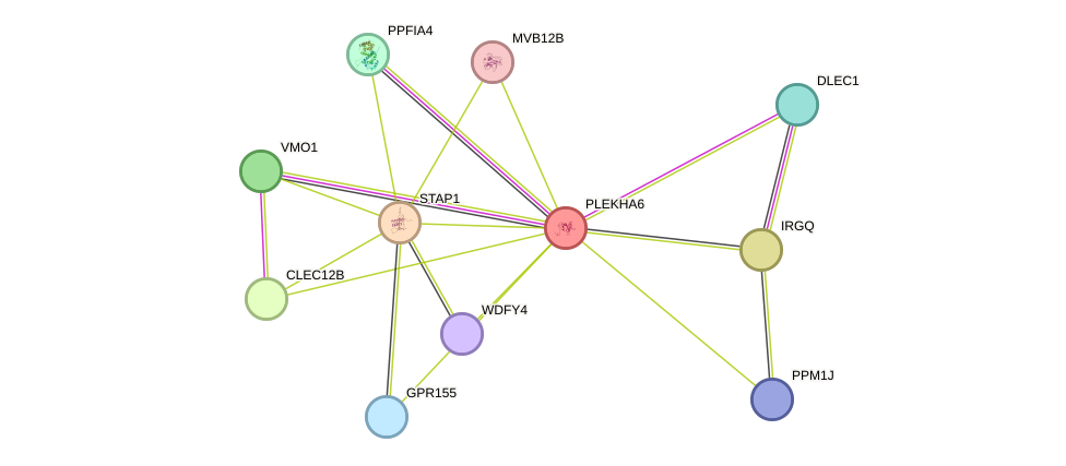 STRING protein interaction network
