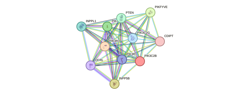 STRING protein interaction network
