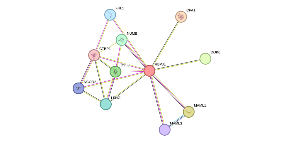 STRING protein interaction network