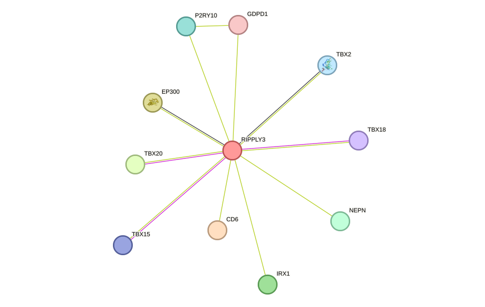 STRING protein interaction network