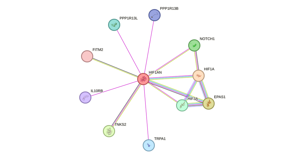 STRING protein interaction network