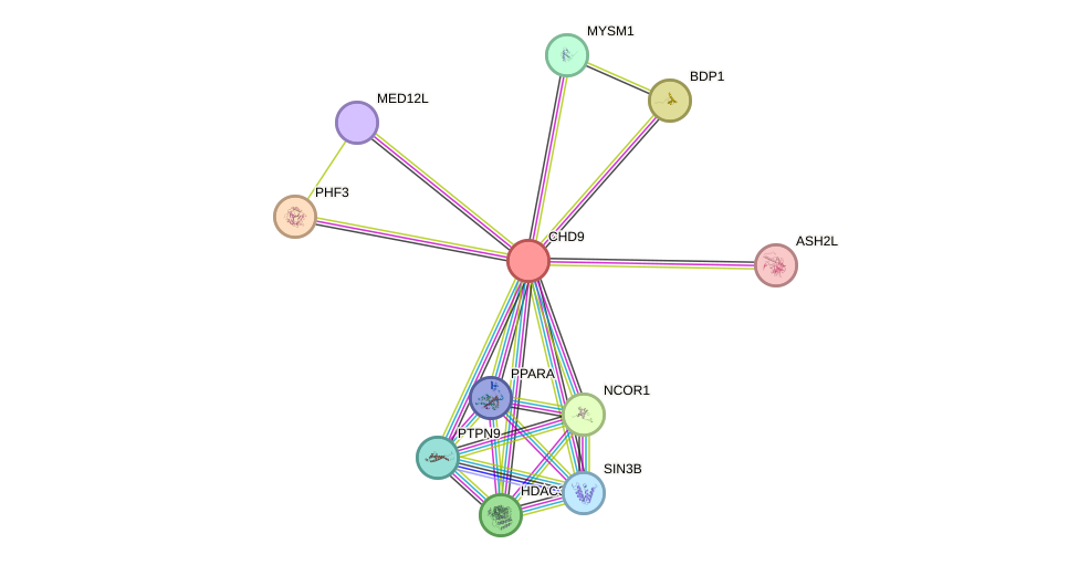 STRING protein interaction network