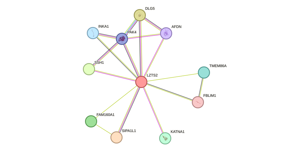 STRING protein interaction network