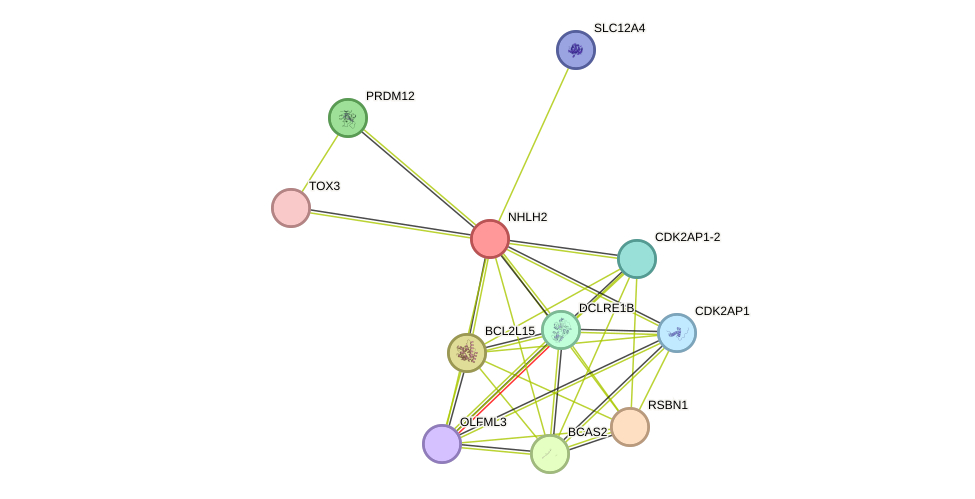 STRING protein interaction network