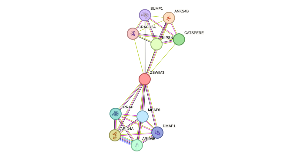 STRING protein interaction network