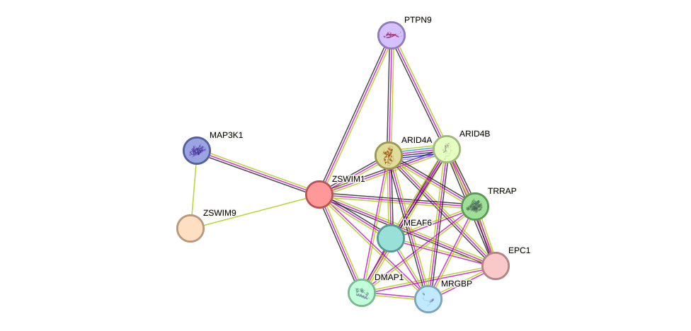 STRING protein interaction network