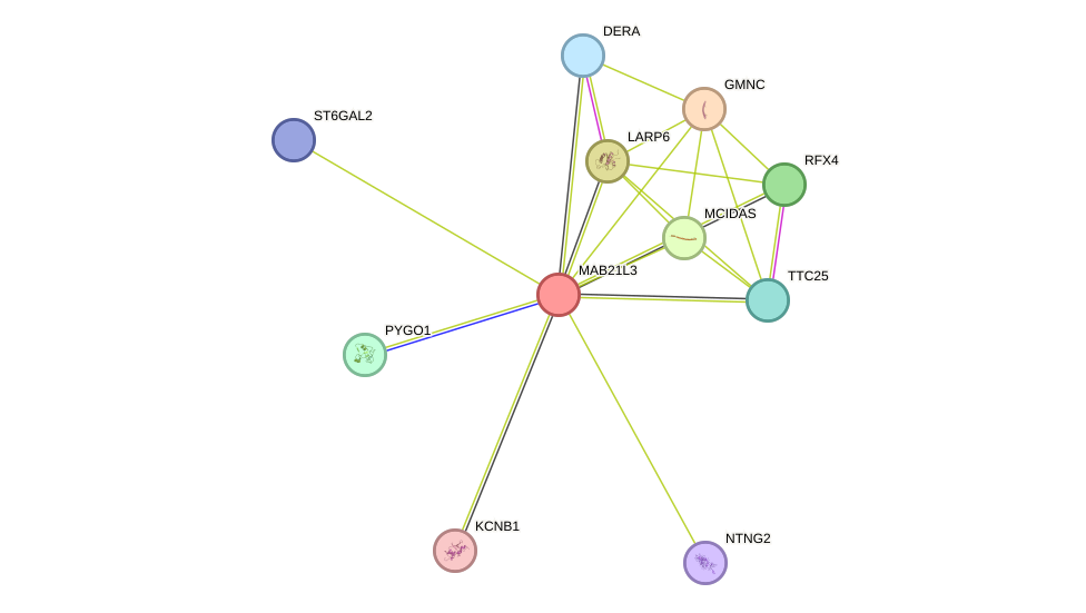 STRING protein interaction network