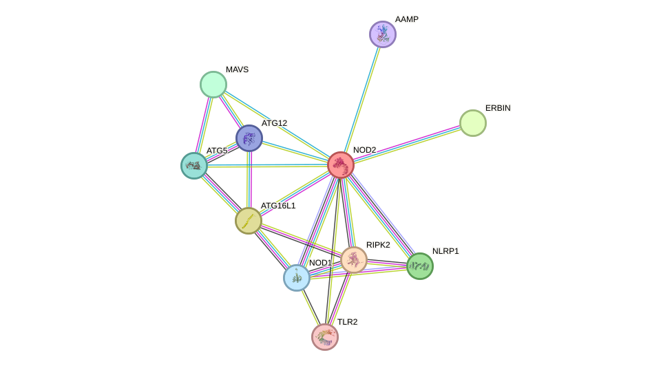 STRING protein interaction network