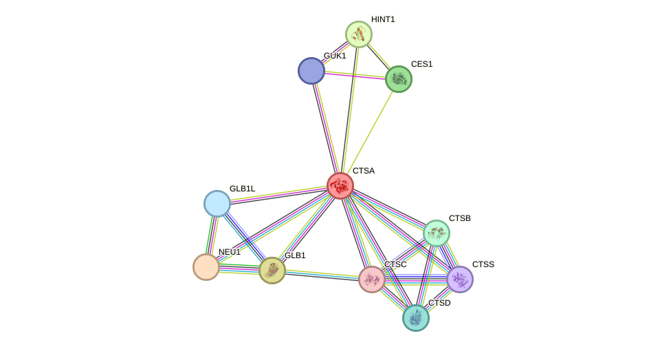 STRING protein interaction network
