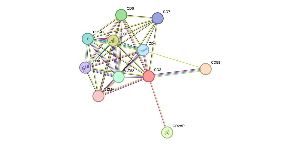 STRING protein interaction network