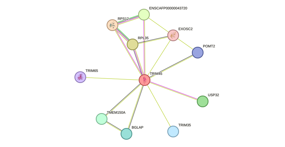 STRING protein interaction network