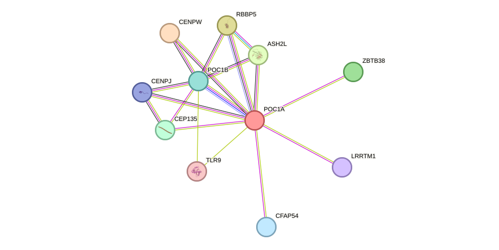 STRING protein interaction network