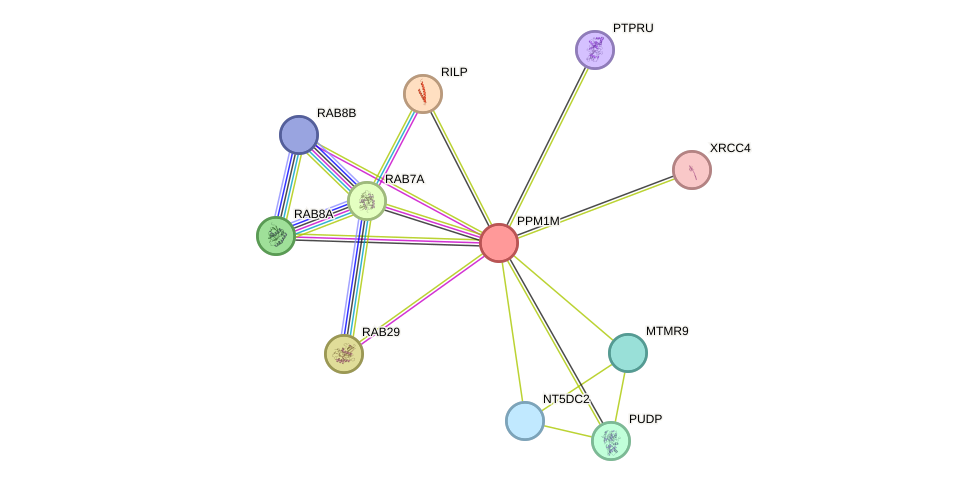 STRING protein interaction network