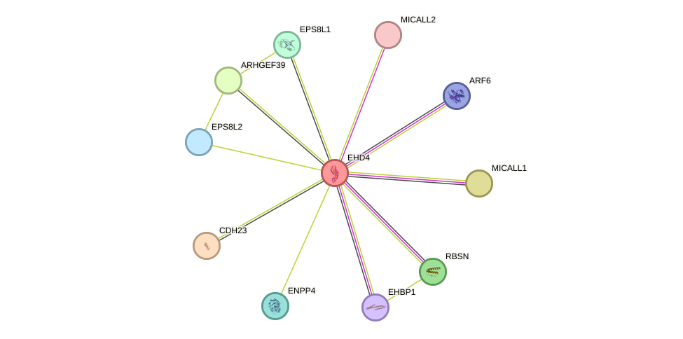 STRING protein interaction network