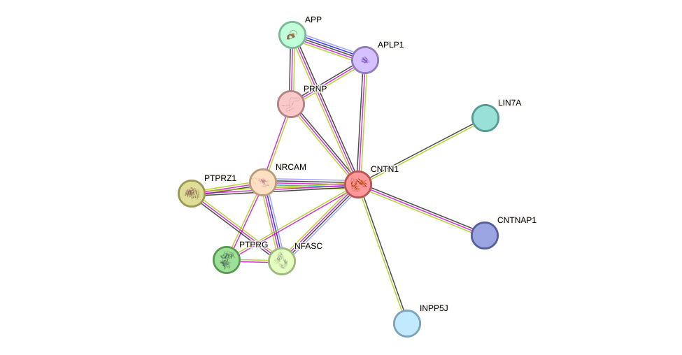 STRING protein interaction network