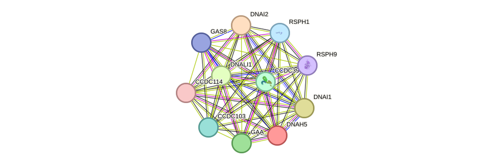 STRING protein interaction network