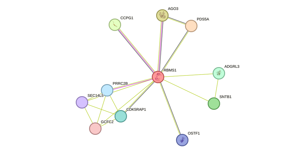 STRING protein interaction network