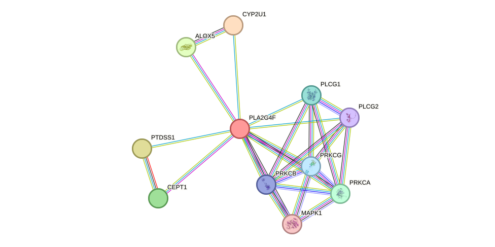 STRING protein interaction network