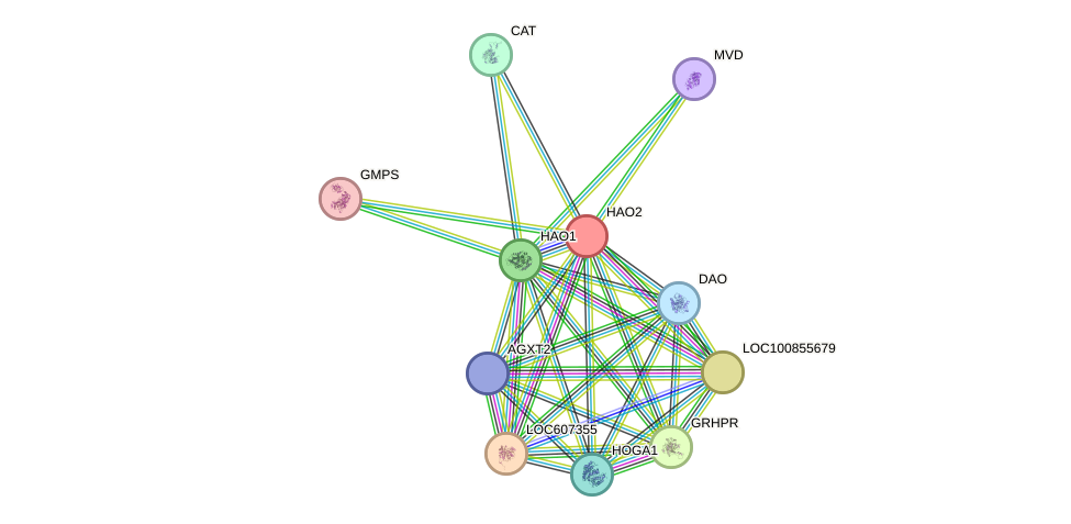 STRING protein interaction network