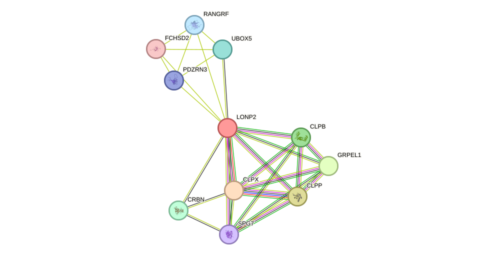 STRING protein interaction network