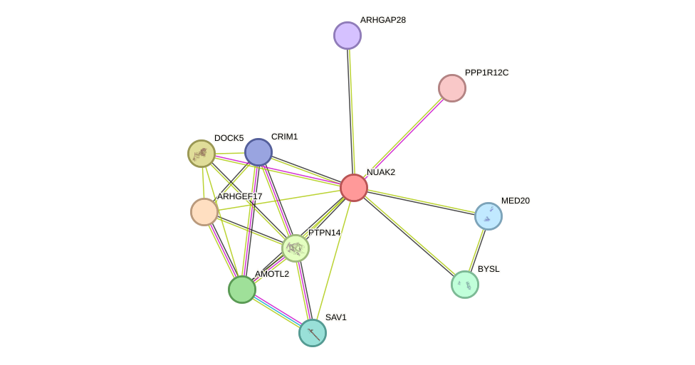STRING protein interaction network