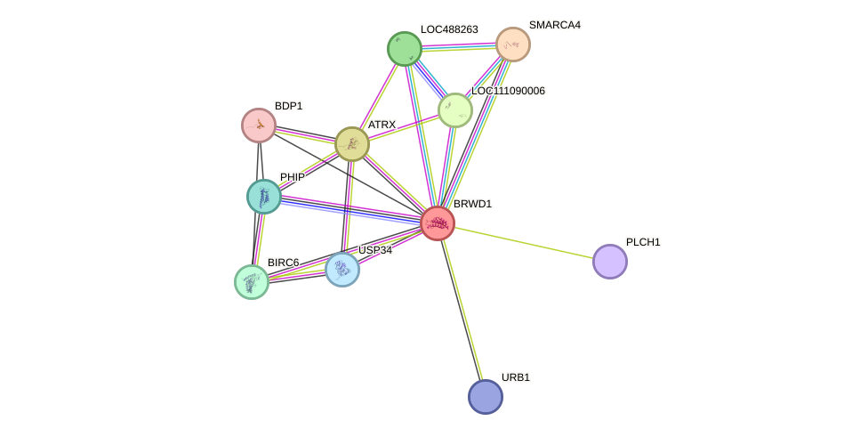 STRING protein interaction network