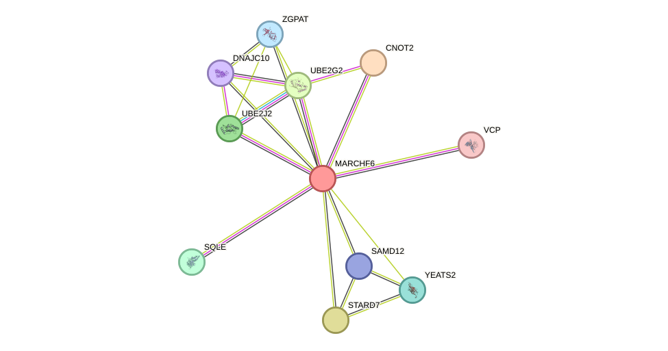 STRING protein interaction network