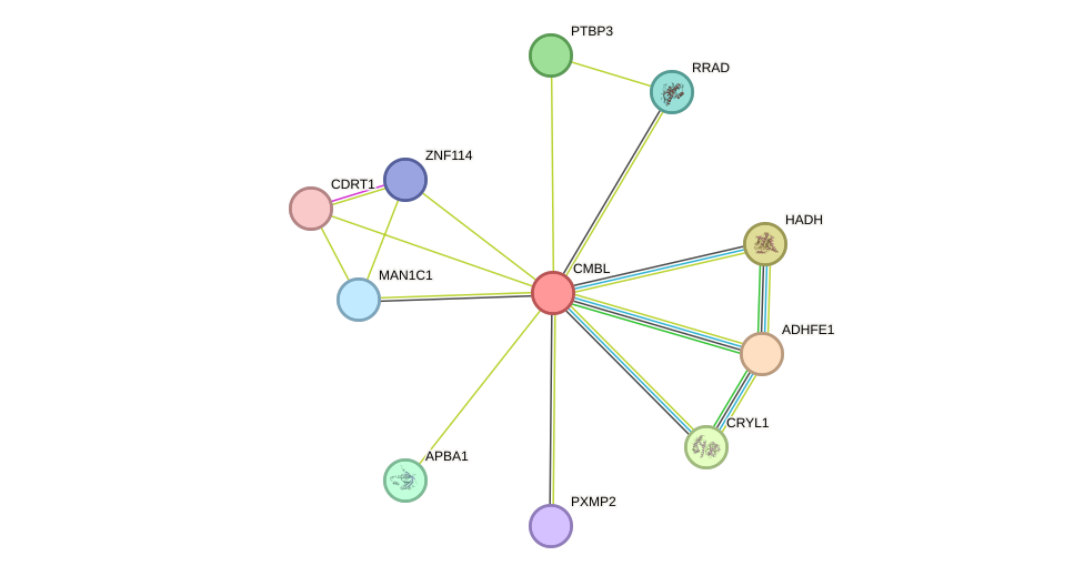 STRING protein interaction network