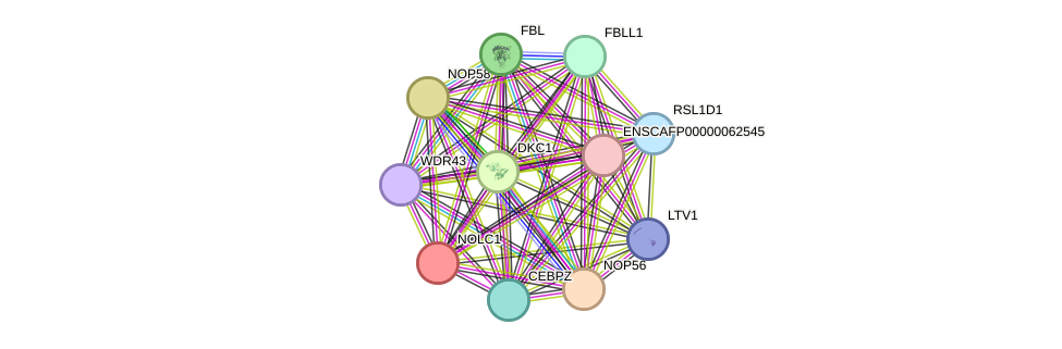 STRING protein interaction network
