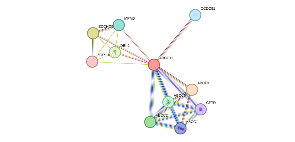 STRING protein interaction network