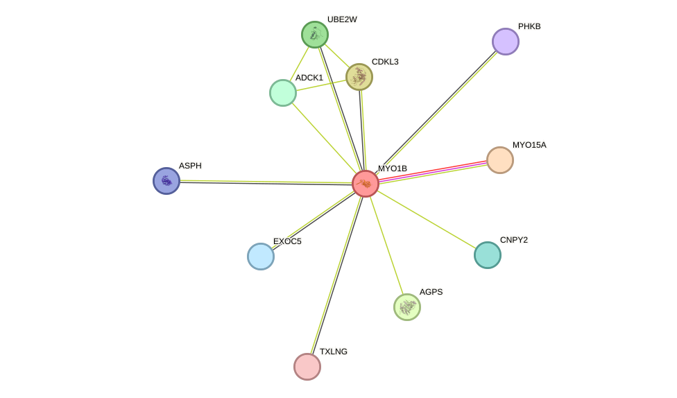 STRING protein interaction network