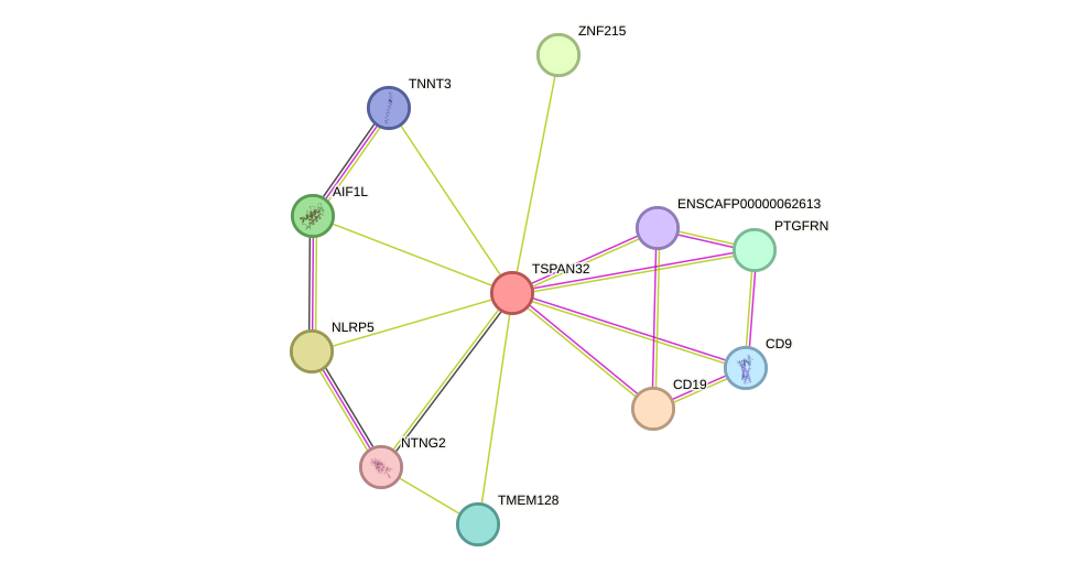 STRING protein interaction network