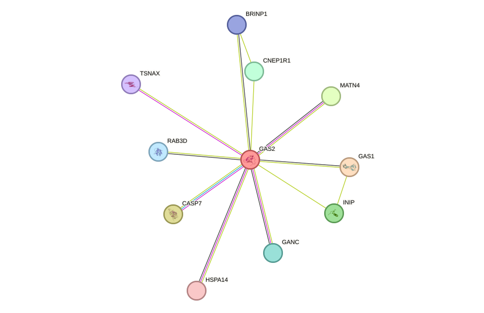 STRING protein interaction network