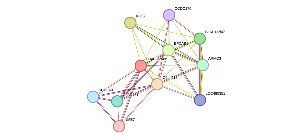 STRING protein interaction network