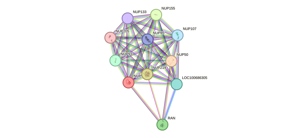 STRING protein interaction network