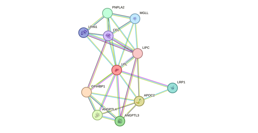 STRING protein interaction network