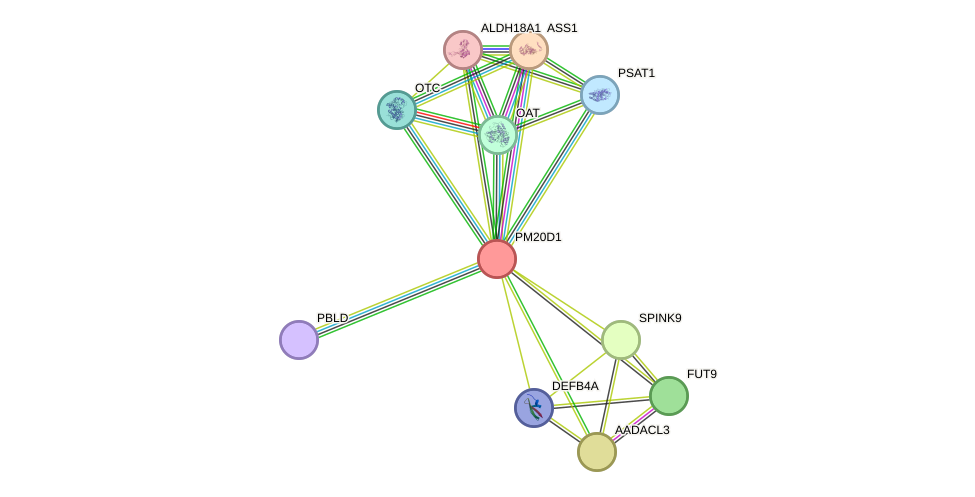 STRING protein interaction network