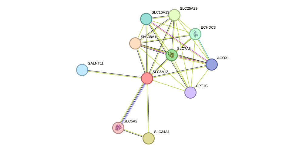 STRING protein interaction network