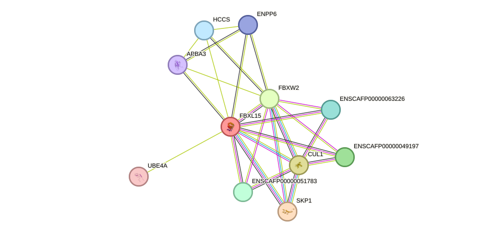 STRING protein interaction network
