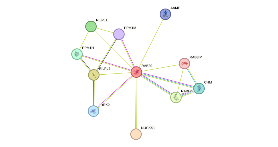 STRING protein interaction network