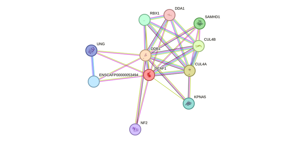 STRING protein interaction network