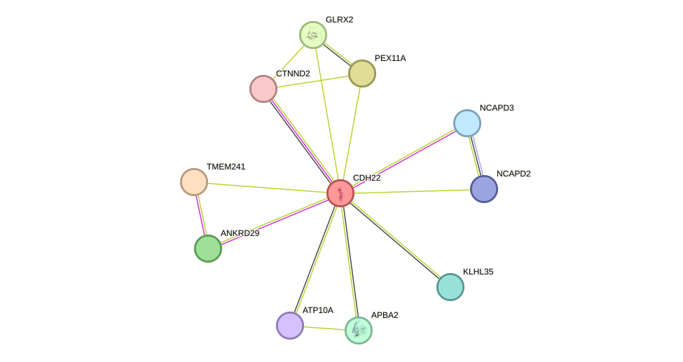 STRING protein interaction network