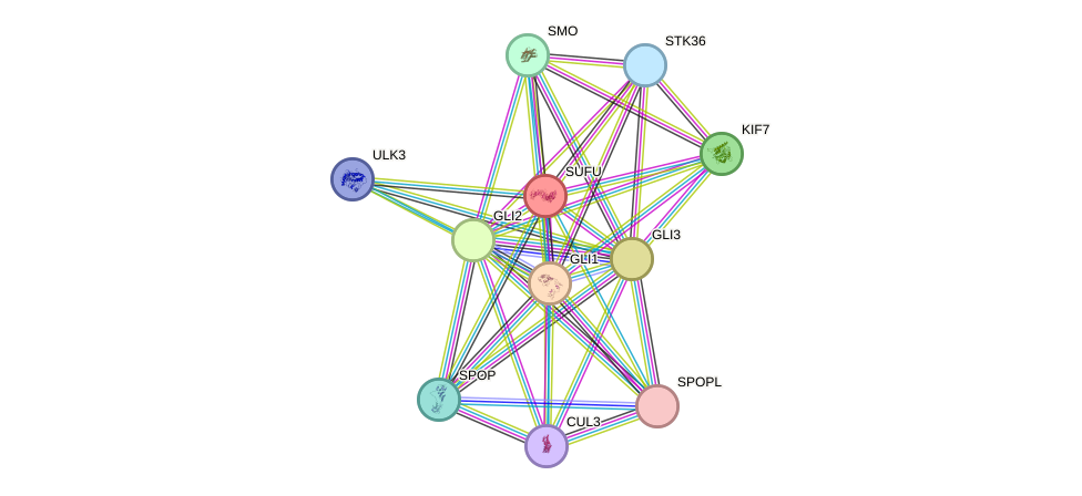 STRING protein interaction network