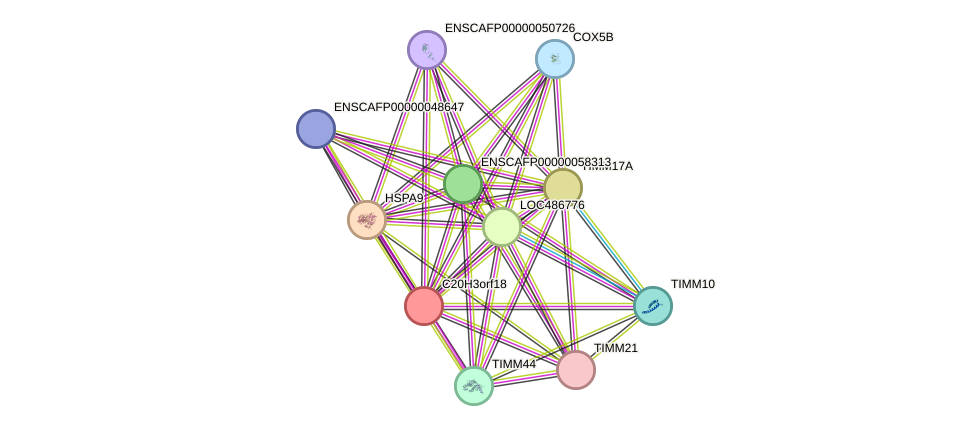 STRING protein interaction network