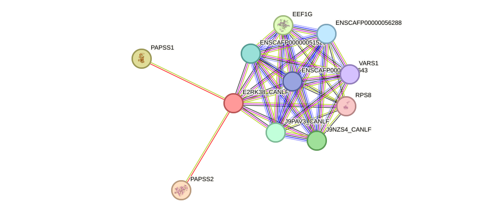 STRING protein interaction network