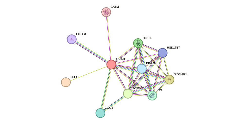 STRING protein interaction network
