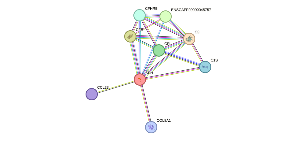 STRING protein interaction network