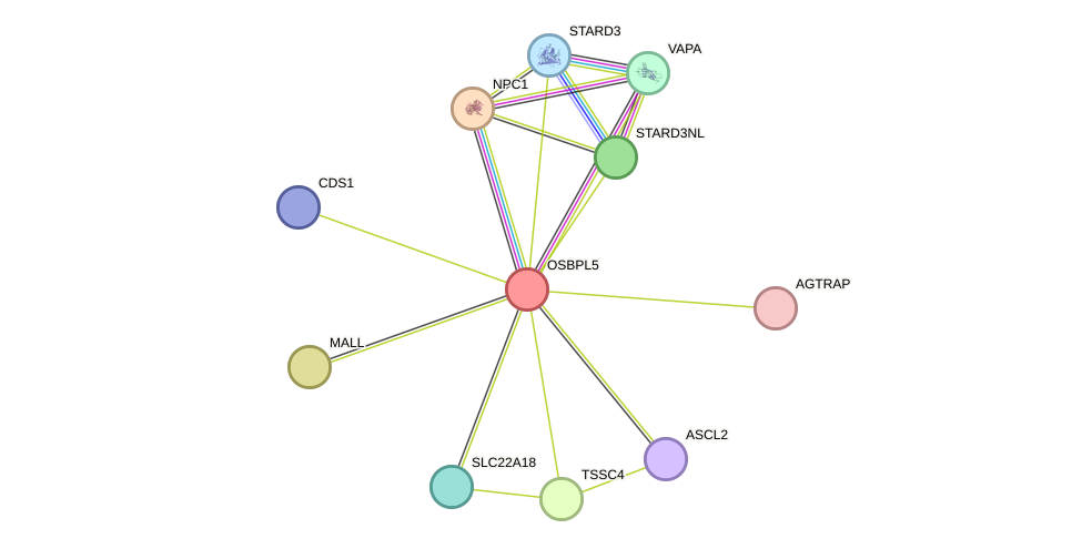 STRING protein interaction network