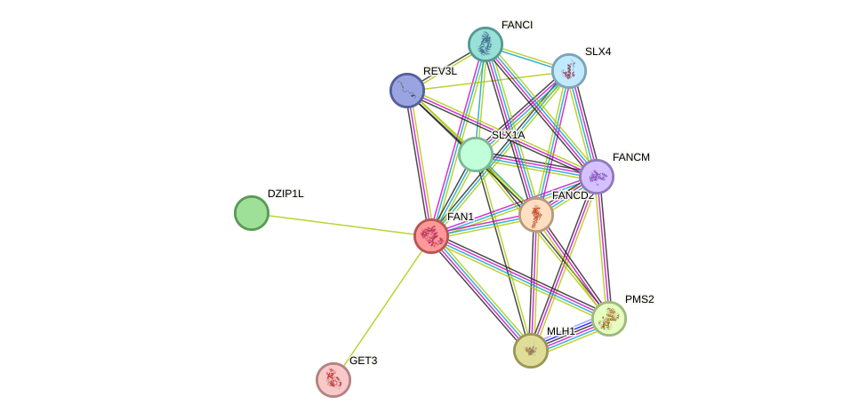 STRING protein interaction network