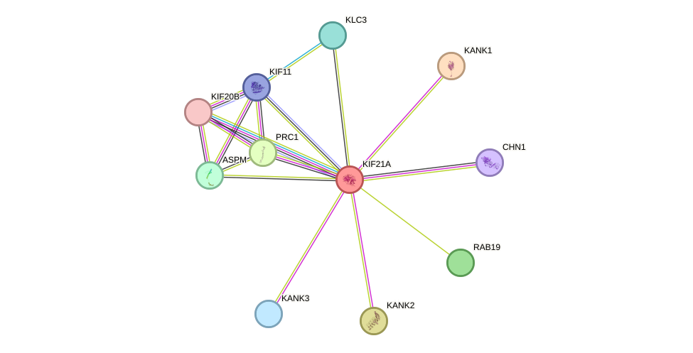 STRING protein interaction network